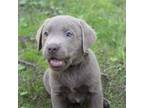 Labrador Retriever Puppy for sale in Montgomery City, MO, USA