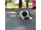 Boston Terrier Puppy for sale in Inverness, FL, USA