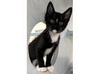 Adopt Penguin a Domestic Medium Hair, Domestic Short Hair