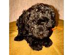 Poodle (Toy) Puppy for sale in Las Vegas, NV, USA