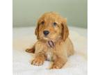 Golden Retriever Puppy for sale in Buna, TX, USA