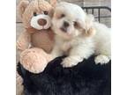 Pekingese Puppy for sale in Apopka, FL, USA