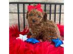 Poodle (Toy) Puppy for sale in Apopka, FL, USA