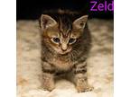 Kitten: Zelda Domestic Mediumhair Female