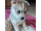 Alaskan Klee Kai Puppy for sale in Woodbury, MN, USA