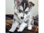 Alaskan Klee Kai Puppy for sale in Woodbury, MN, USA