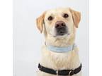 Adopt Timber a Yellow Labrador Retriever