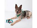 Adopt Potato a Mixed Breed, Australian Cattle Dog / Blue Heeler