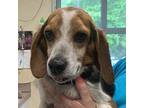 Chase Beagle Adult Male