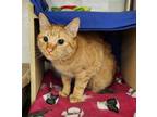 Adopt Milton a Domestic Short Hair