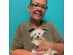 Bichon Frise Puppy for sale in Port Charlotte, FL, USA