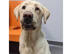 Adopt Wesley a Mixed Breed, Yellow Labrador Retriever