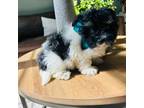 Havanese Puppy for sale in Lake Orion, MI, USA