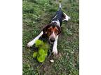 Adopt Droppy a Beagle, Bluetick Coonhound