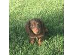 Dachshund Puppy for sale in Seymour, MO, USA