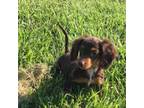 Dachshund Puppy for sale in Seymour, MO, USA