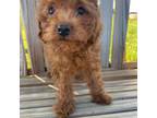 Mutt Puppy for sale in Hopkinsville, KY, USA