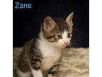 Kitten: Zane Domestic Mediumhair Male