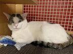Clive *Featured at the Petco in Columbia, MD* Domestic Shorthair Adult Male