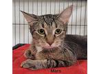 Mars Domestic Shorthair Young Female