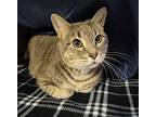 Gnarly Domestic Shorthair Adult Male