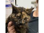 Ruthin Domestic Shorthair Young Female