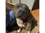 Adopt Jordan a American Staffordshire Terrier