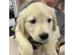 Adopt McNugget - Adoption Pending a Labrador Retriever, Golden Retriever