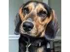 Adopt Porter a Beagle, Black and Tan Coonhound