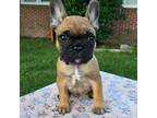 French Bulldog Puppy for sale in West Point, VA, USA