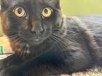 Catamaran, Domestic Mediumhair For Adoption In Carmichael, California