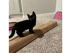 Galaxy, Domestic Shorthair For Adoption In Dallas, Texas