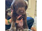 Labrador Retriever Puppy for sale in Heber, AZ, USA