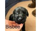 Labrador Retriever Puppy for sale in Heber, AZ, USA