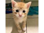 Gusteau, Domestic Shorthair For Adoption In Dallas, Texas