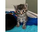 Remy Iii, Domestic Shorthair For Adoption In Dallas, Texas