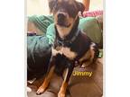 Jimmy, Labrador Retriever For Adoption In Glen Mills, Pennsylvania