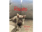 Risotto, Domestic Longhair For Adoption In Sprakers, New York
