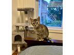 Maple, Domestic Shorthair For Adoption In Bethel, Connecticut