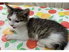 Highness, Domestic Shorthair For Adoption In Athens, Tennessee