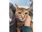 Corvette, Domestic Shorthair For Adoption In Bear, Delaware