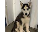 Adopt Adventurefuls a Siberian Husky