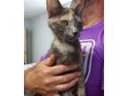 Lavender, Domestic Shorthair For Adoption In Greenfield, Indiana