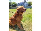 Pancha, Golden Retriever For Adoption In Orange, California