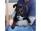 Tay Tay/lacy, Labrador Retriever For Adoption In Chantilly, Virginia