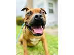 Spanky Butterball, Staffordshire Bull Terrier For Adoption In Sun Valley
