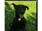 Eris, Labrador Retriever For Adoption In Scottsboro, Alabama