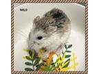 Milo, Hamster For Adoption In Orangeville, Ontario