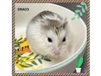 Draco, Hamster For Adoption In Orangeville, Ontario