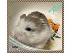 Coco, Hamster For Adoption In Orangeville, Ontario